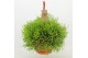 Rhipsalis heteroclada Rhipsalis Heteroclada ‘Clara’ 