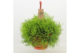 Rhipsalis heteroclada Rhipsalis Heteroclada ‘Clara’
