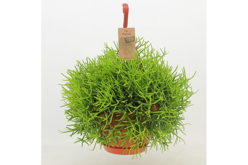 Rhipsalis heteroclada Rhipsalis Heteroclada ‘Clara’ 