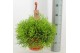 Rhipsalis heteroclada Rhipsalis Heteroclada ‘Clara’ 