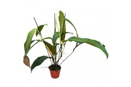 Philodendron heterocraspedon
