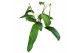 Philodendron heterocraspedon 
