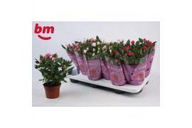 Rosa beau monde mix seizoensmix