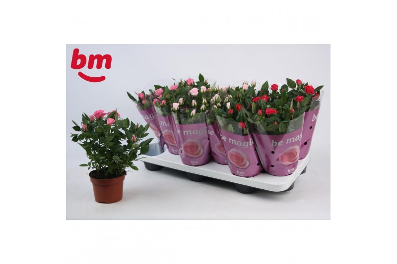 Rosa beau monde mix seizoensmix 