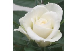Rosa beau monde white jewel wit