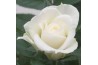 Rosa beau monde white jewel wit