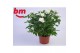 Rosa beau monde white jewel wit 