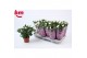 Rosa beau monde white jewel wit 
