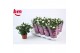 Rosa beau monde white jewel wit 