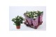 Rosa beau monde white jewel wit 
