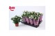 Rosa beau monde white jewel wit 