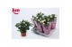 Rosa beau monde white jewel wit 