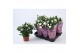 Rosa beau monde white jewel wit 