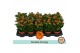 Kalanchoe bloss. demeter orange double orange, zonder hoes 