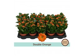 Kalanchoe bloss. demeter orange double orange, zonder hoes