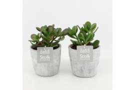 Crassula ovata in stone look pot