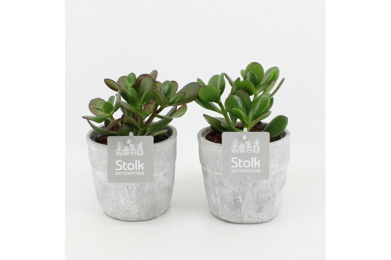Crassula ovata in stone look pot 