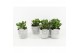 Crassula ovata in stone look pot 
