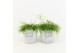 Rhipsalis in stone look pot 