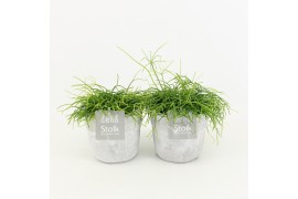 Rhipsalis in stone look pot
