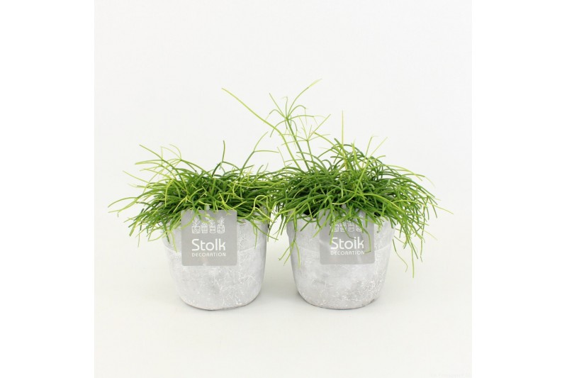 Rhipsalis in stone look pot 