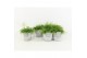 Rhipsalis in stone look pot 