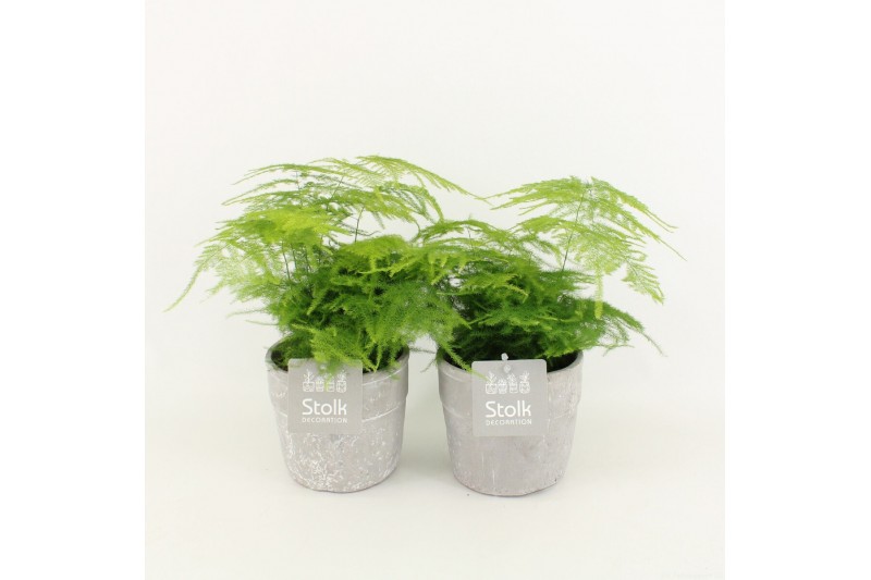 Asparagus setaceus in stonelook pot 