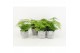 Asparagus setaceus in stonelook pot 