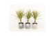 Dracaena marg. bicolor in gaia keramiek 