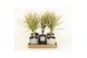Dracaena marg. bicolor in gaia keramiek 