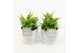 Nephrolepis exaltata vitale in stone look pot 