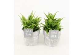 Nephrolepis exaltata vitale in stone look pot
