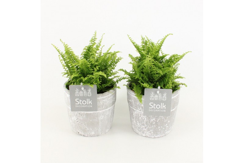 Nephrolepis exaltata vitale in stone look pot 