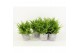 Nephrolepis exaltata vitale in stone look pot 