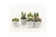 Cactus mix 6 soorten in stone look pot 
