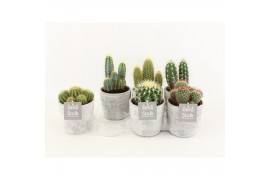 Cactus mix 6 soorten in stone look pot