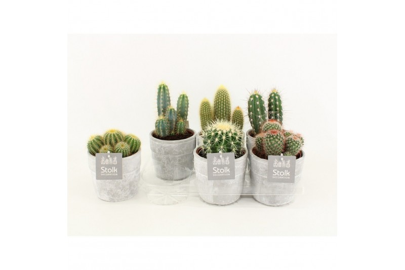 Cactus mix 6 soorten in stone look pot 