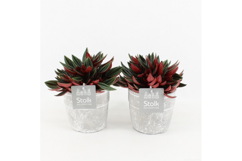 Peperomia caperata rosso in stone look pot 
