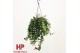 Aeschynanthus caro improved hp bloeiend 