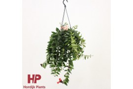 Aeschynanthus caro improved hp bloeiend