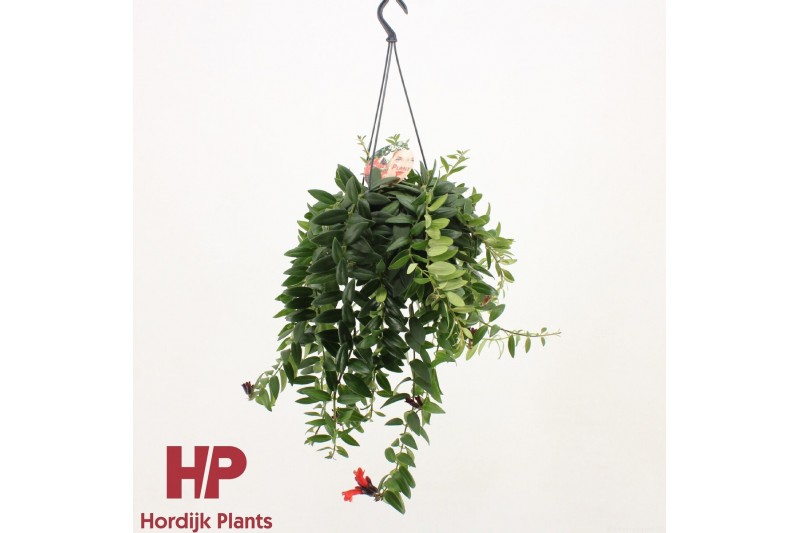 Aeschynanthus caro improved hp bloeiend 