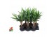 Yucca Enkel stam 