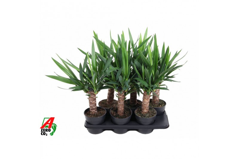 Yucca Enkel stam 