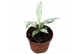 Spathiphyllum Sensation Variegata