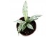 Spathiphyllum Sensation Variegata 