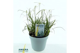 Rhynchospora colorata