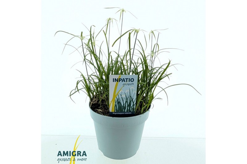 Rhynchospora colorata 