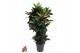 Codiaeum variegatum mrs iceton Codiaeum Mrs Iceton vertakt P27 (groen) 