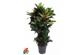 Codiaeum variegatum mrs iceton Codiaeum Mrs Iceton vertakt P27 (groen)