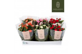 Rosa kordana mix schaal